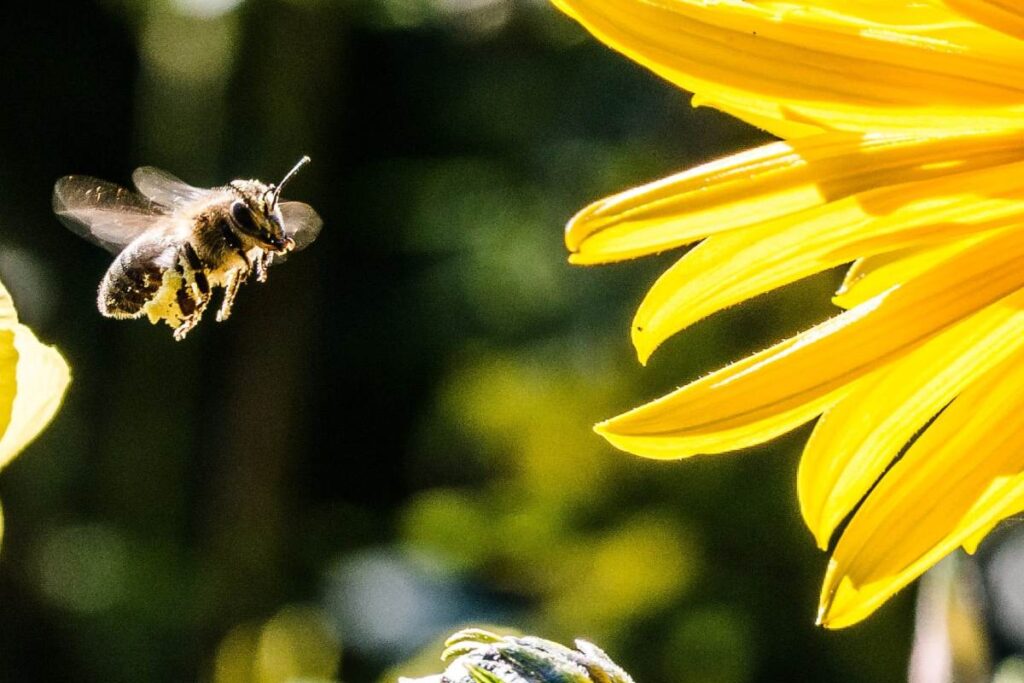 progetti di salvaguardia delle api online, l'idea di envato